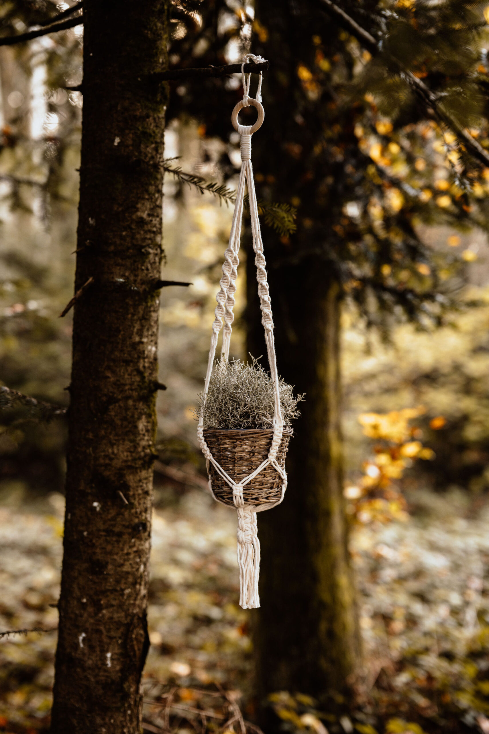 Blumenampel – Bild 3